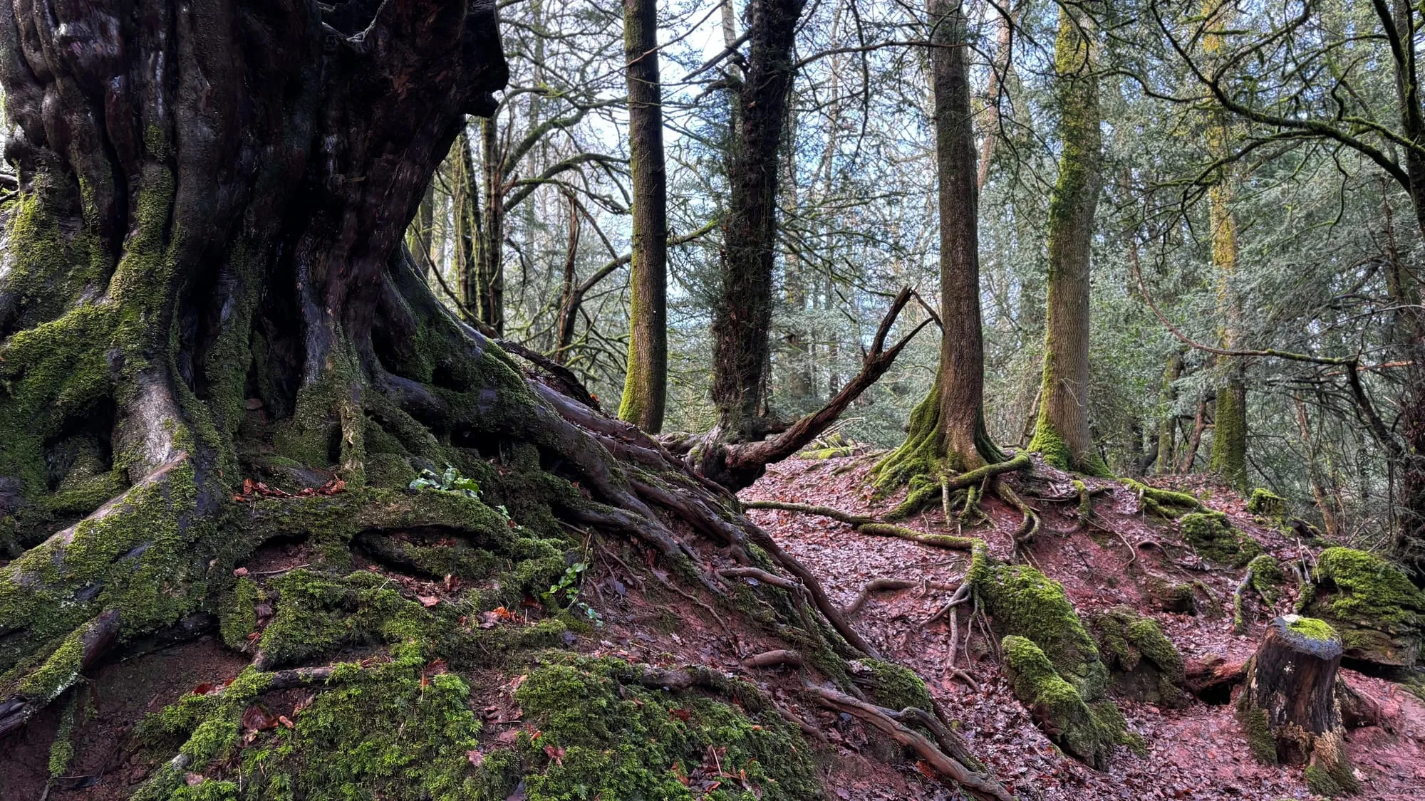 Ancient moss-covered tree roots at Puzzlewood