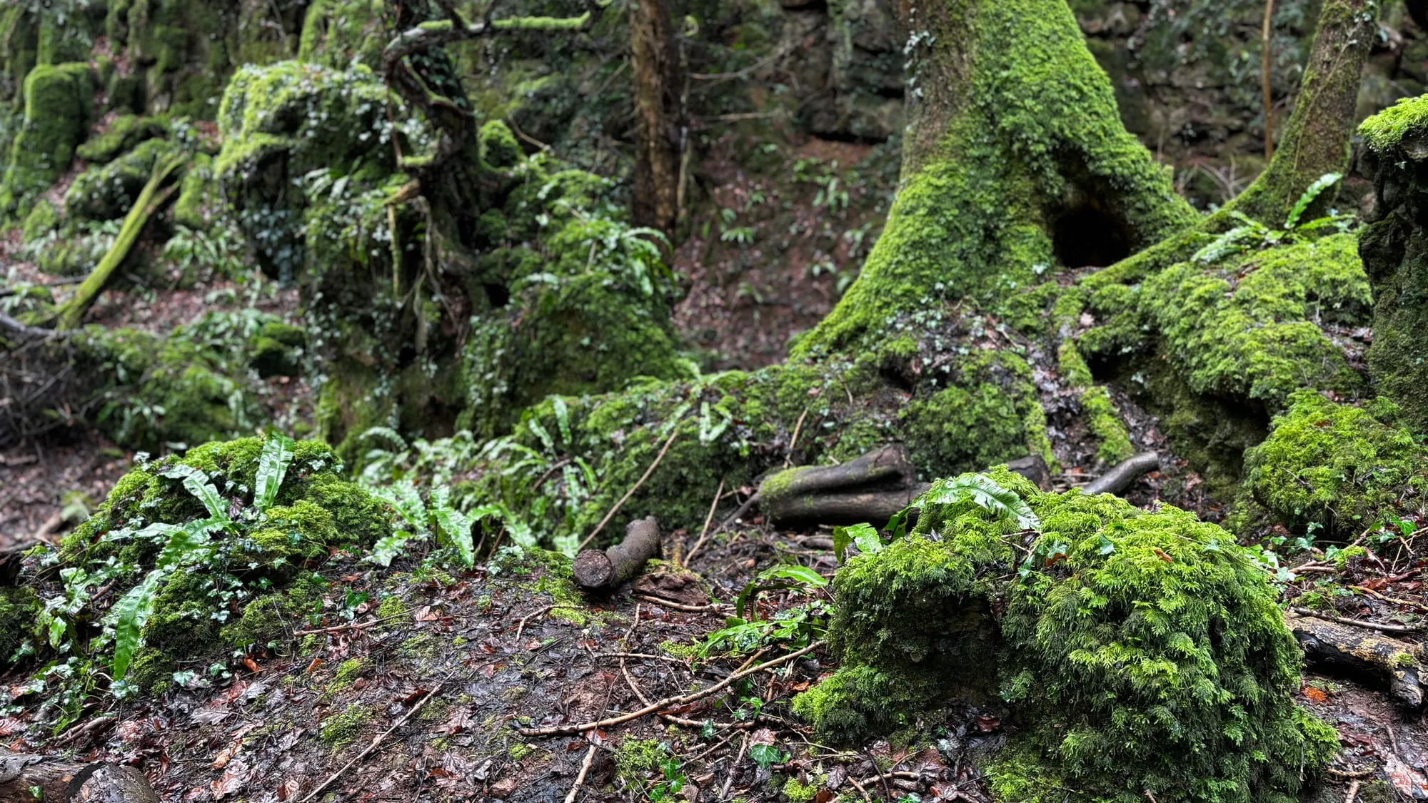 Puzzlewood is one of my favourite woods in the UK