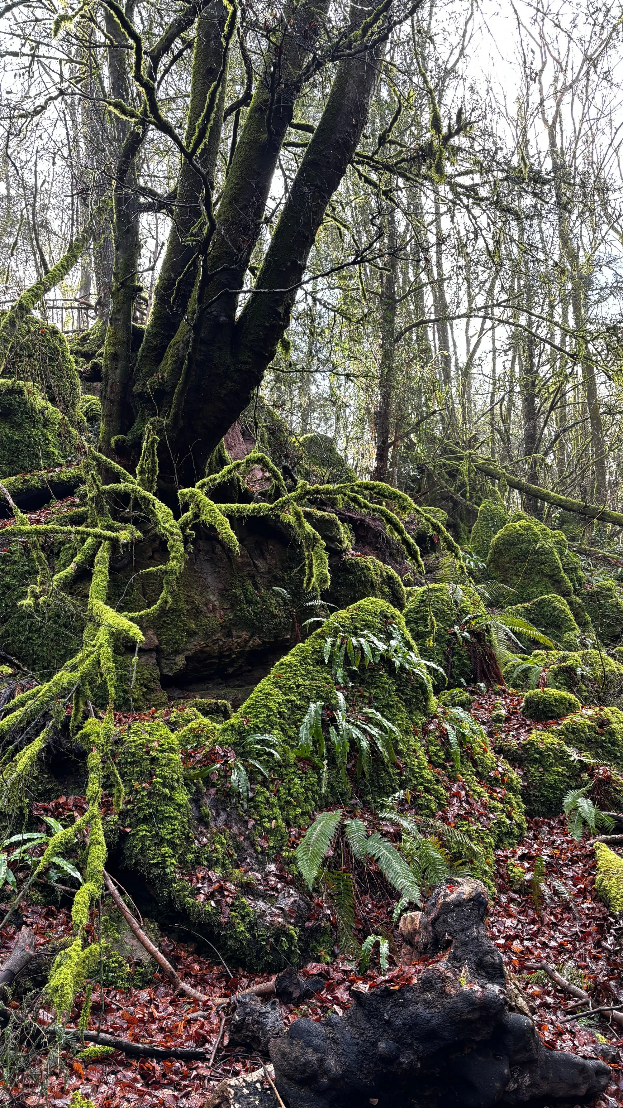Ivy and ferns around an old tree at Puzzlewood