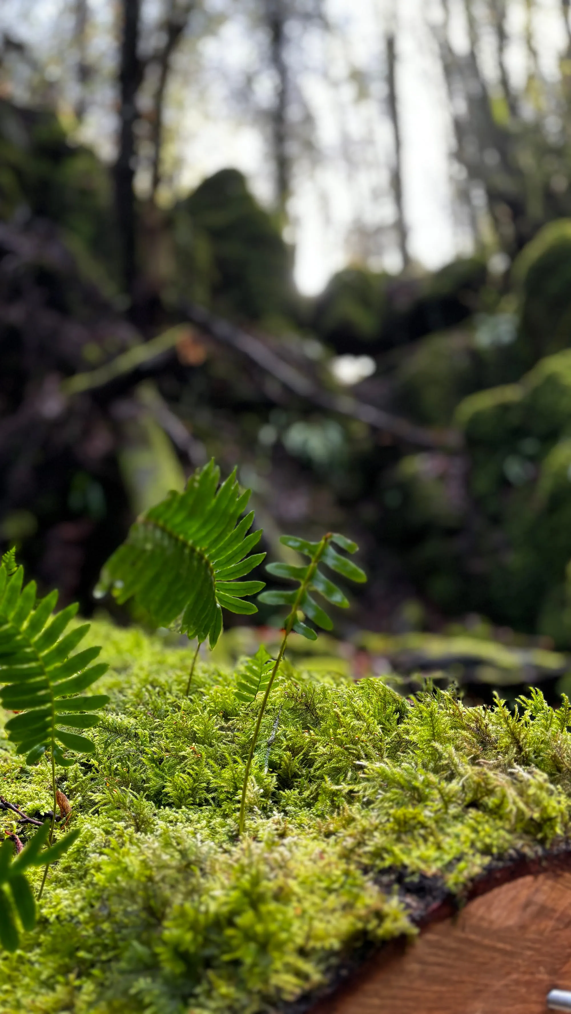 Ferns and moss along a Puzzlewood path