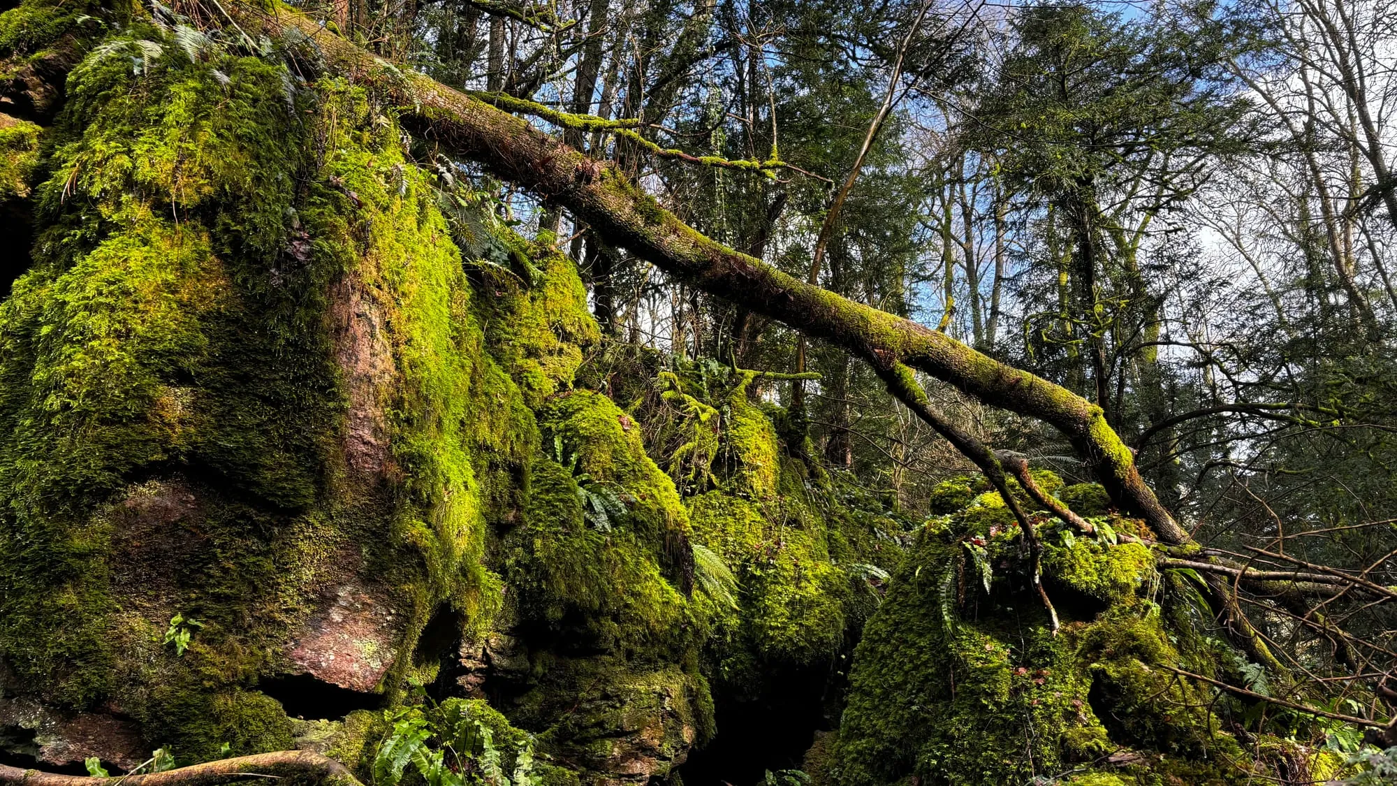 A fallen tree across green, moss-covered rocks at Puzzlewood