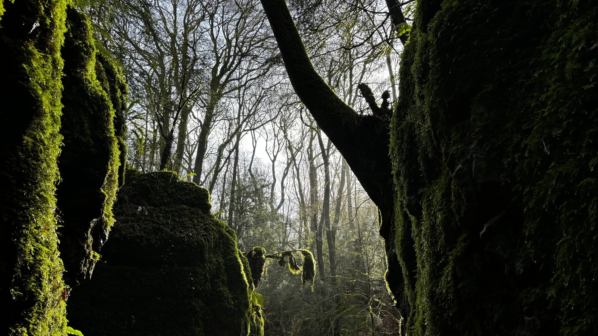 Light through the trees between moss-covered rocks at Puzzlewood