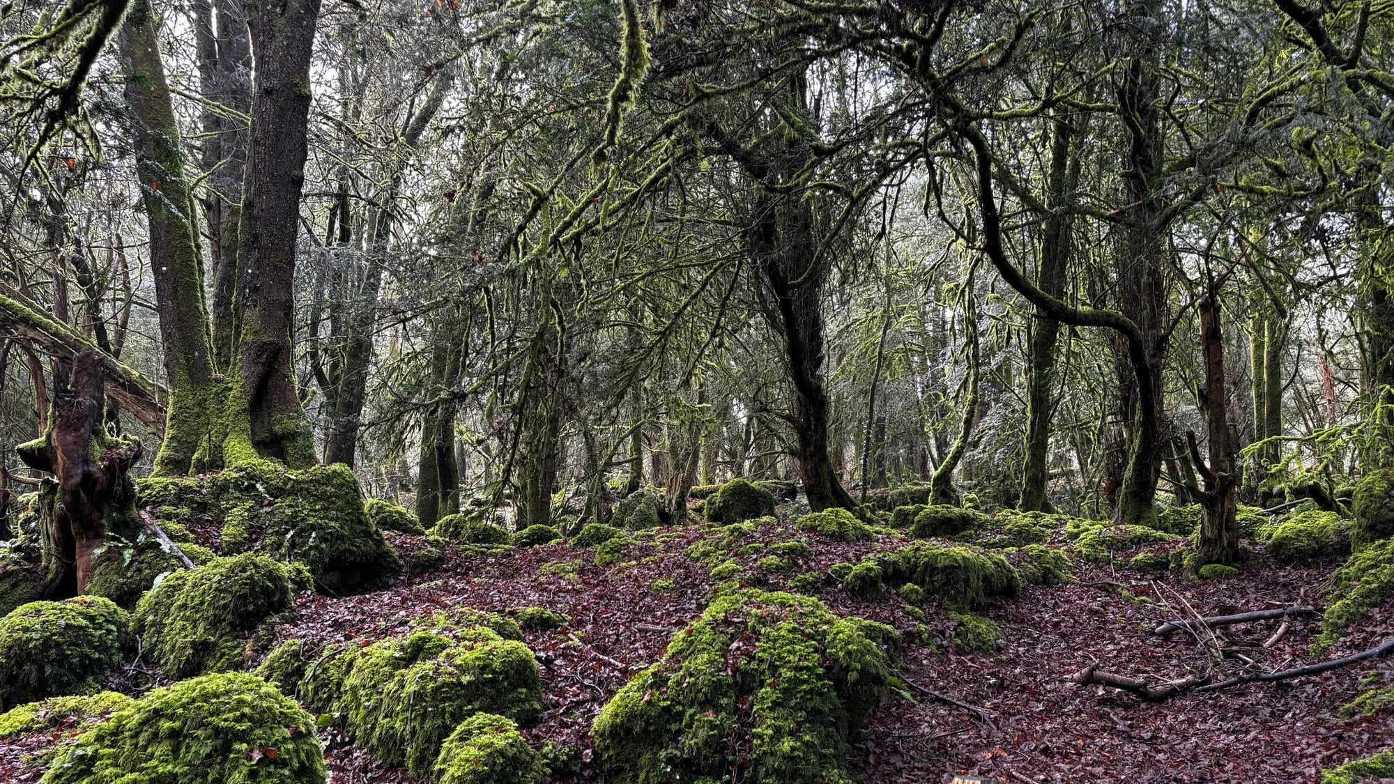 Mossy boulders and twisted trees at Puzzlewood