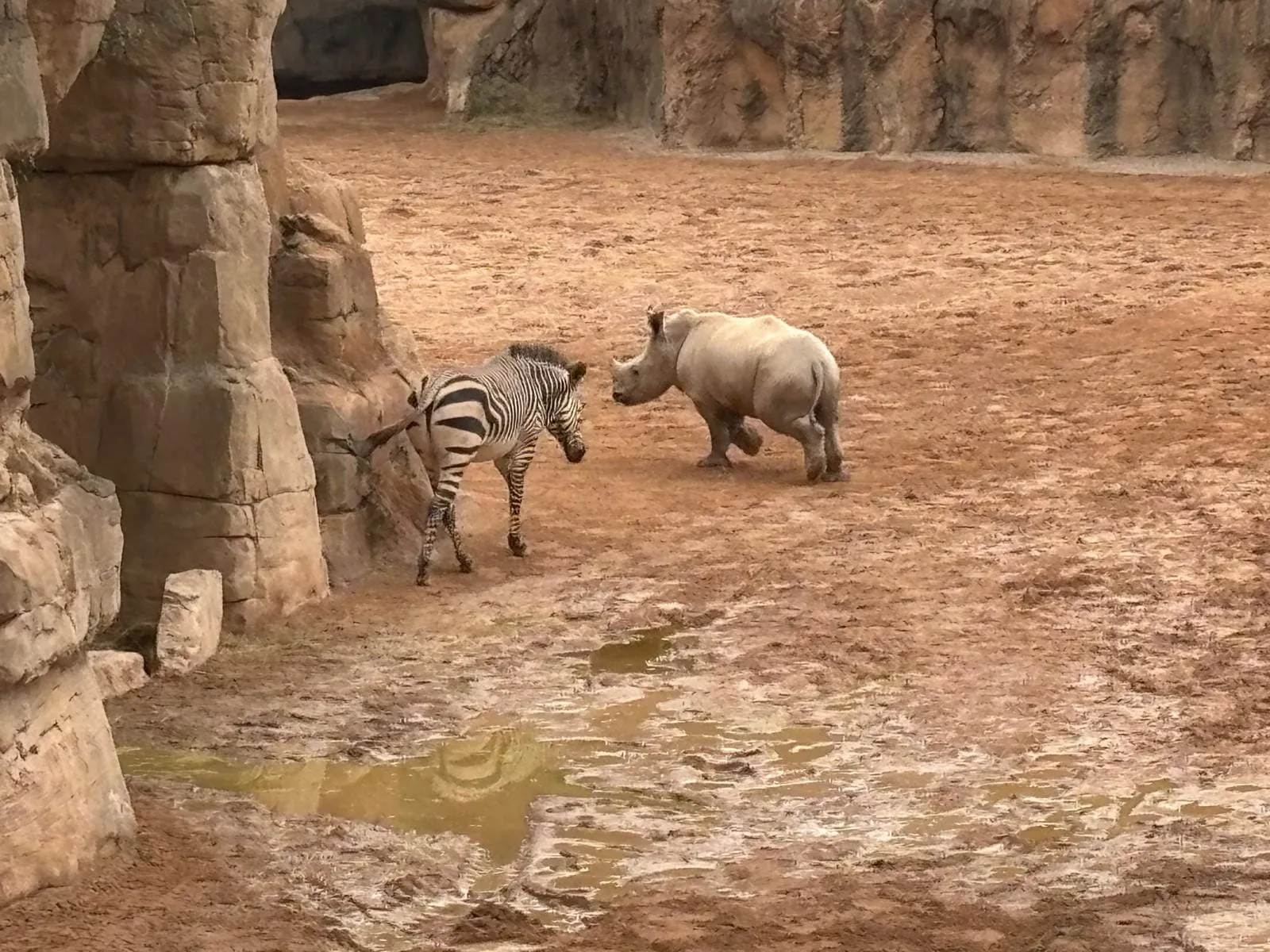 A zebra and a rhino in their habitat at Bioparc Valencia