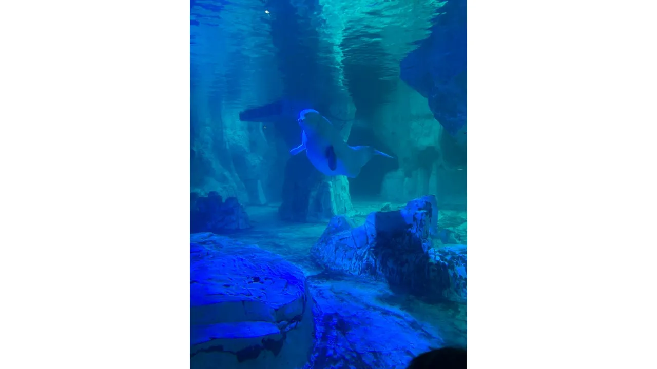 A beluga whale gliding through the blue Arctic tank at the Oceanogràfic